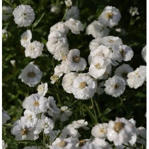 Nahaufnahme der weißen Blüten der Schafgarbe 'Die Perle'.