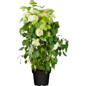 Ballhortensie Annabelle im Topf, ca. 30-40 cm hoch, mit großen, weißen Blüten.
