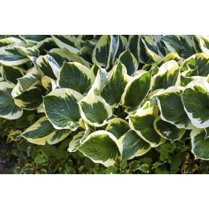 Buschige Funkie Hosta 'Stenantha' mit grün-weiß panaschierten Blättern im Topf.