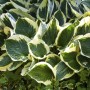 Buschige Funkie Hosta 'Stenantha' mit grün-weiß panaschierten Blättern im Topf.