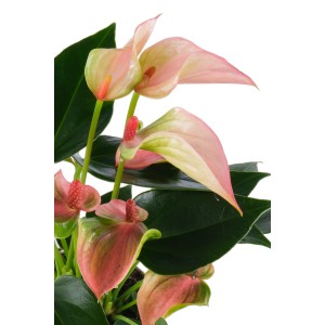 Anthurie Matata Rosa Mini im Topf, Flamingoblume mit zarten rosa Blüten.