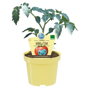 Blu Mini-Tomate im Topf, kleine, rote Früchte, ideal für Balkon und Terrasse.