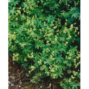 Alpen-Frauenmantel (Alchemilla Alpina) im 9x9 cm Topf mit silbrig-grünen Blättern und gelbgrünen Blüten.