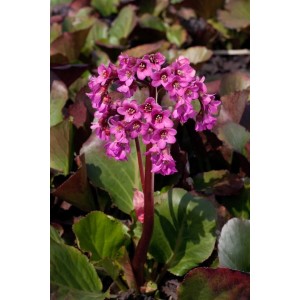 Herzblatt-Bergenie 'Oeschberg' mit rosa Blüten und grünen Blättern im Topf.