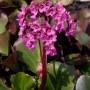 Herzblatt-Bergenie 'Oeschberg' mit rosa Blüten und grünen Blättern im Topf.