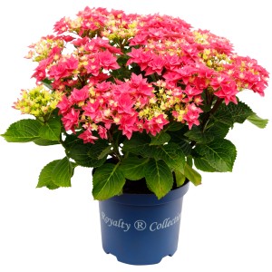 Rosa Bauernhortensie 'Feather Pink' im Topf, ca. 23 cm Durchmesser.