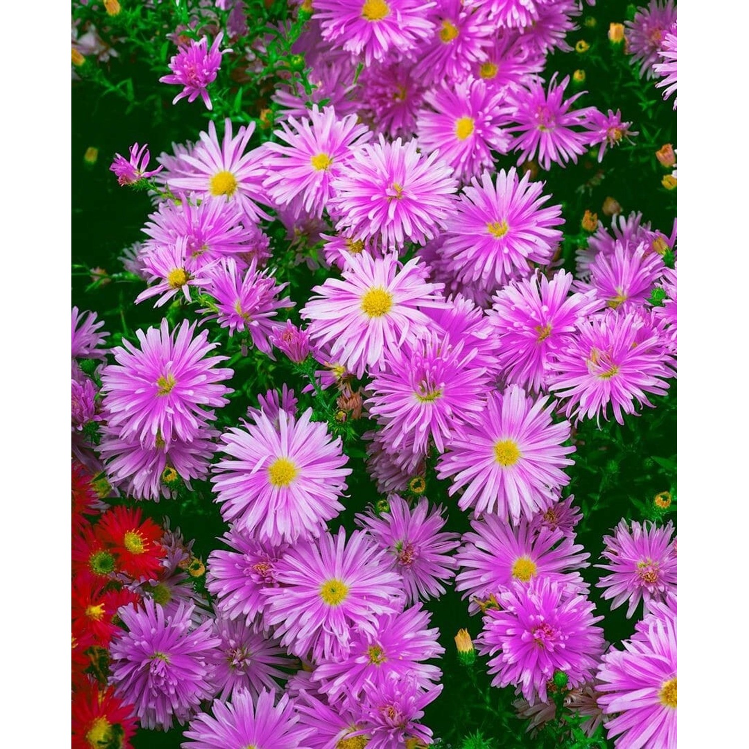 Aster Novi-belgii Karminkuppel Glattblattaster Ca. 9x9 cm Topf günstig online kaufen