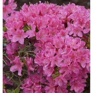 Japanische Azalee Diamant Rosa 15-20cm - Rhododendron obtusum - Zwerg Alpenrose