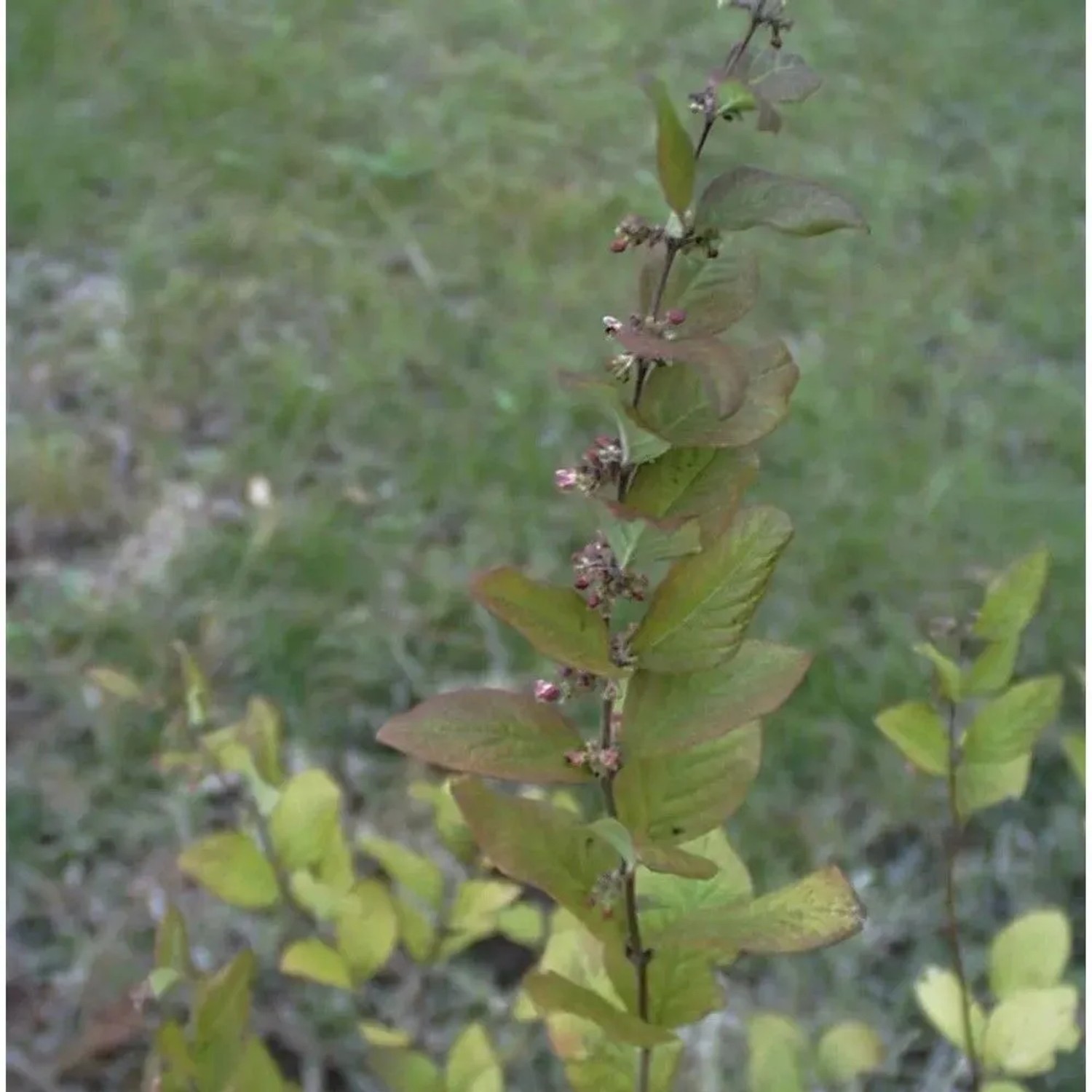 Amethystbeere Magic Berry 60-80cm - Symphoricarpos doorenbosii