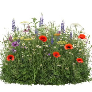 Bunte Nachtfalter Wildblumenmischung mit Mohn, Lupinen und Gänseblümchen für Garten & Bienenweide.