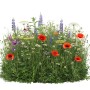 Bunte Nachtfalter Wildblumenmischung mit Mohn, Lupinen und Gänseblümchen für Garten & Bienenweide.