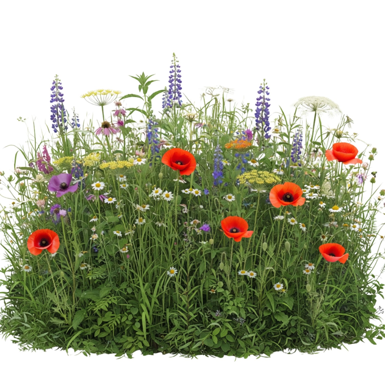 Bunte Nachtfalter Wildblumenmischung mit Mohn, Lupinen und Gänseblümchen für Garten & Bienenweide.
