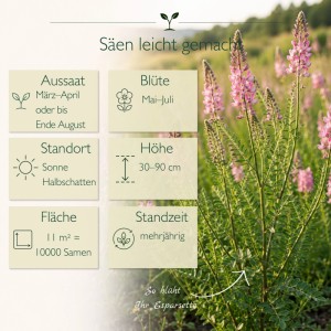 Blühende Esparsette Pflanze mit rosaroten Blüten und Infografik. Details zu Aussaat, Blüte, Höhe, 10000 Samen für Bienenweide.