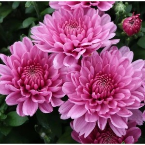 Winteraster Anastasia - Chrysanthemum hortorum