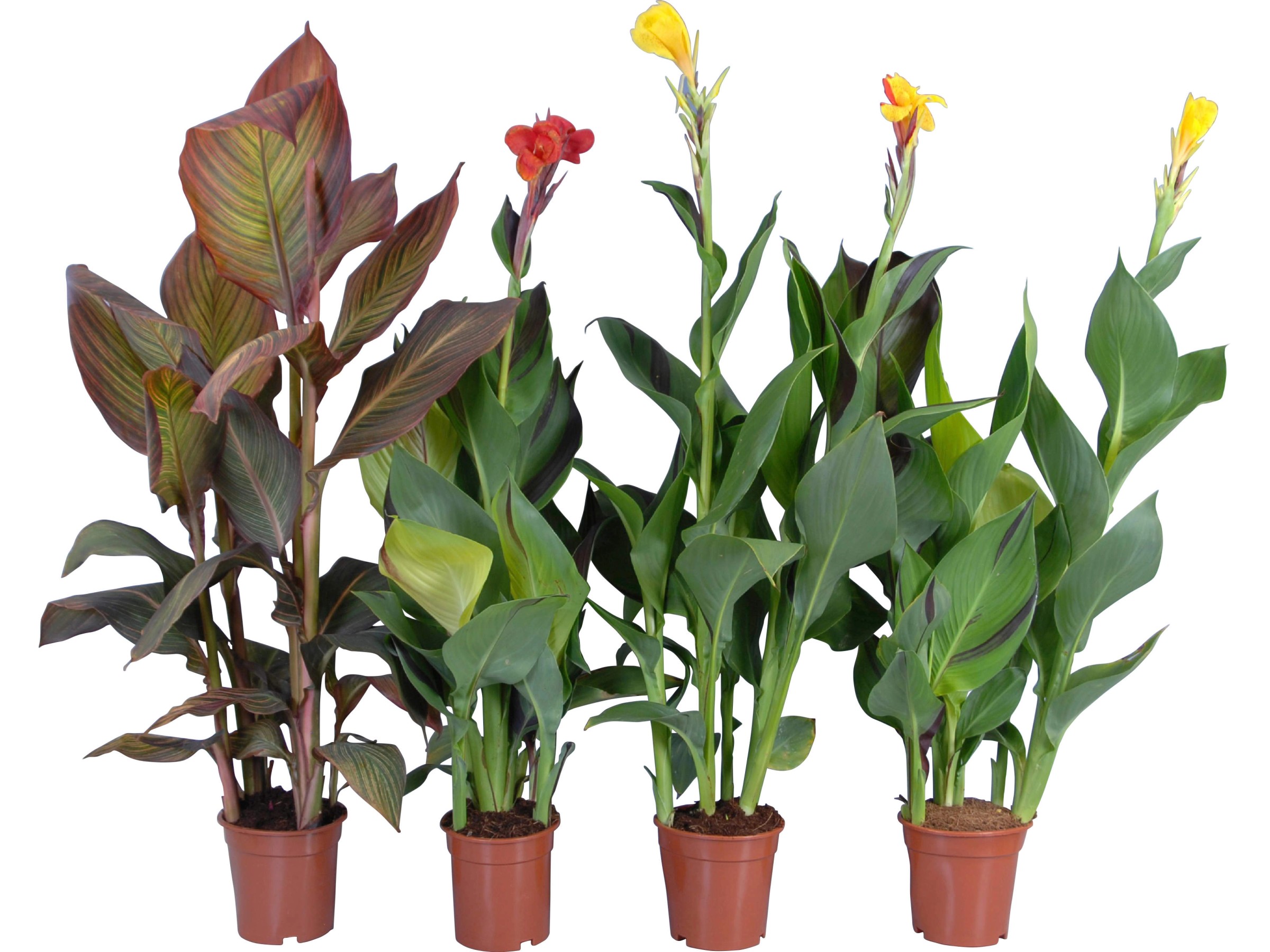 Canna Samen Fr Riesenblumen  Indisches Blumenrohr Als Zimmerpflanze, DIY  Deko Canna Zwiebeln Kaufen