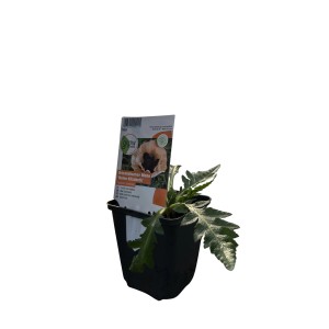 Orientalischer Mohn 'Helen Elisabeth' im Topf, rosa Blüte, bienenfreundlich.