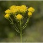 Goldhaaraster - Aster linosyris