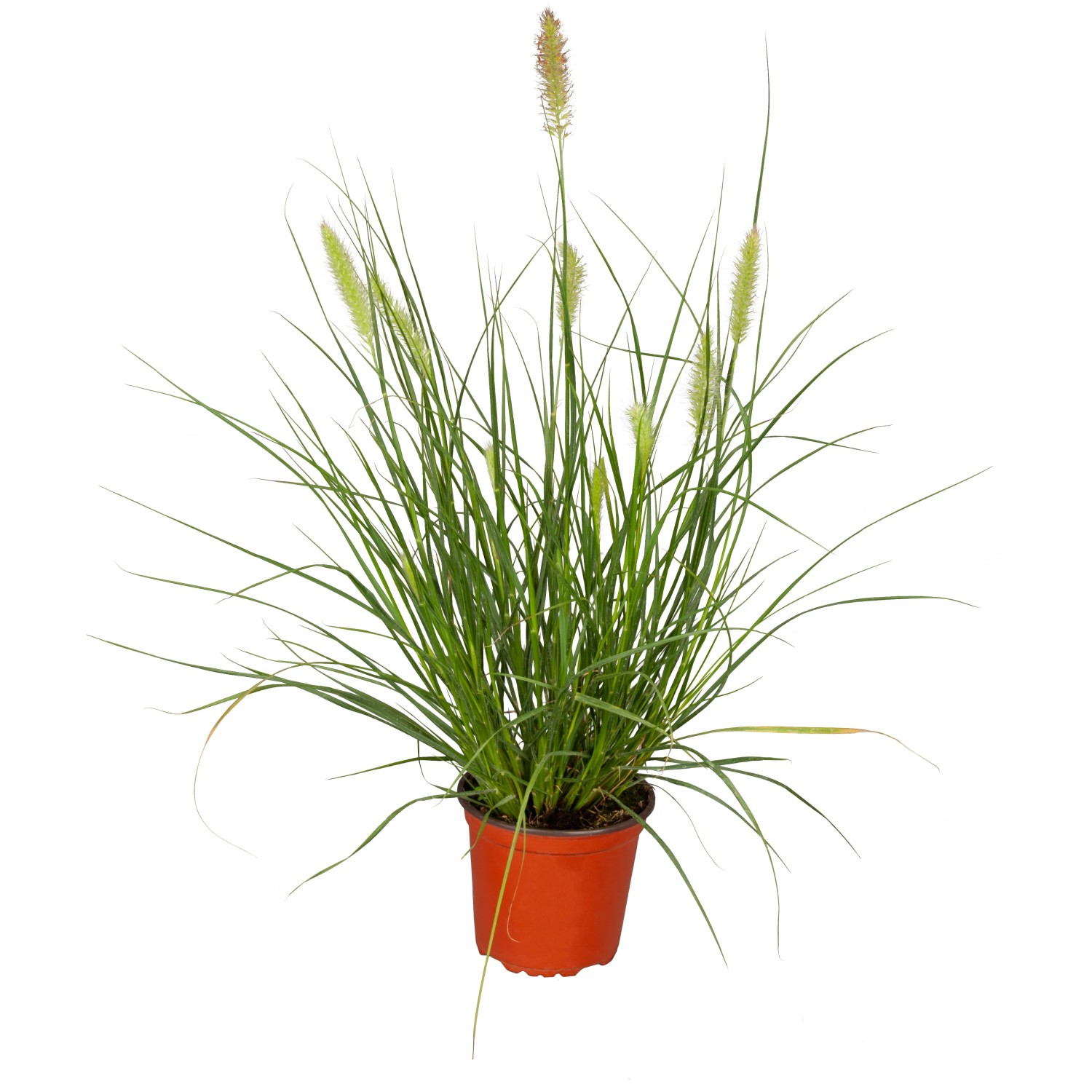 Lampenputzergras Pennisetum alopecuroides Hameln T19
