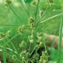 Zyperngras Gelbgrün im Topf, eine Sumpfpflanze für den Gartenteich.