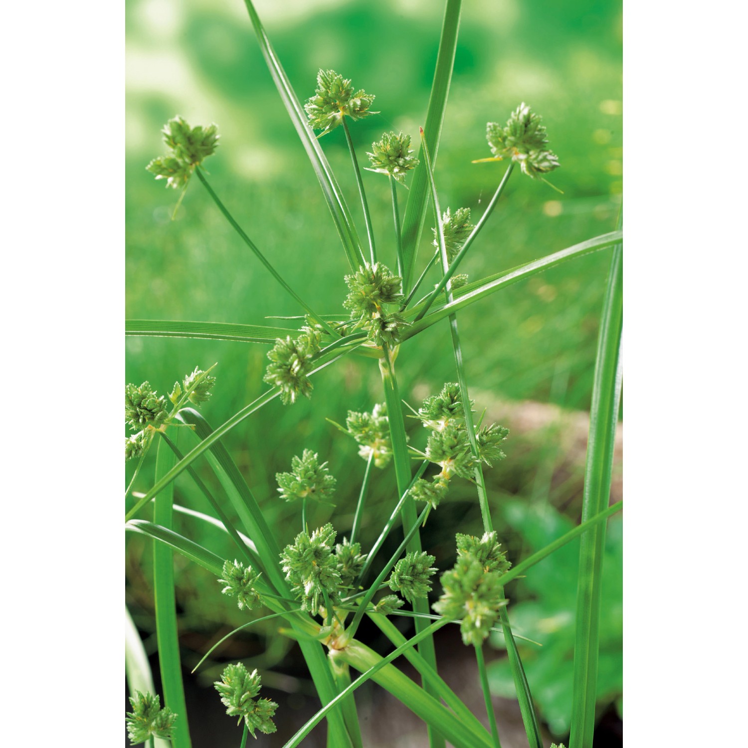 Zyperngras Gelbgrün im Topf, eine Sumpfpflanze für den Gartenteich.
