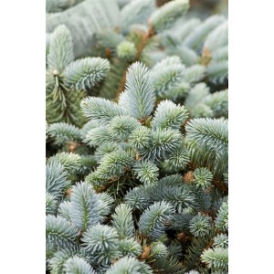 Nahaufnahme einer Blau-Fichte (Picea Pungens Glauca) mit bläulichen Nadeln.