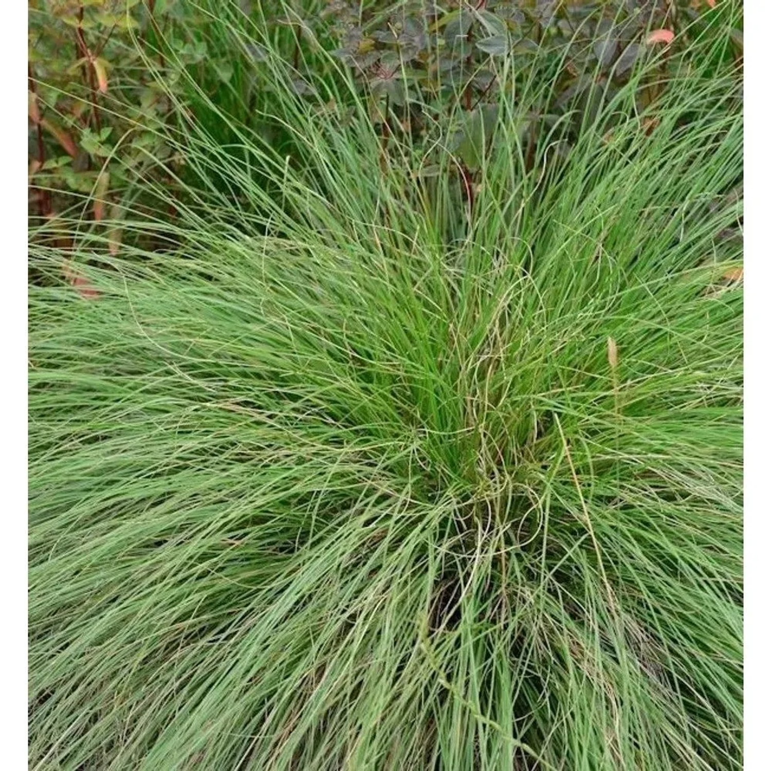 Tautropfengras - Sporobolus heterolepis
