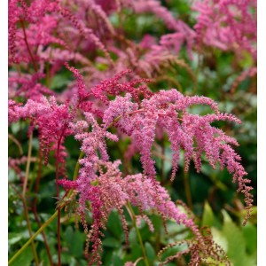 Prachtspiere 'Rote Straußenfeder' mit filigranen, rosa Blüten im Garten.