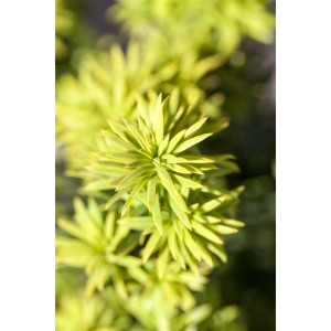 Nahaufnahme der goldgelben Nadeln einer Taxus baccata Washingtonii Heckenpflanze.