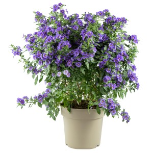 Blauer Enzianstrauch (Solanum rantonetti) im Topf, ca. 60 cm hoch. Blühende Kübelpflanze für Balkon und Terrasse.