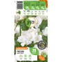 Verpackung GROW by OBI Freesie Gefüllt Weiss, Blumenzwiebeln mit weißen, gefüllten Blüten.