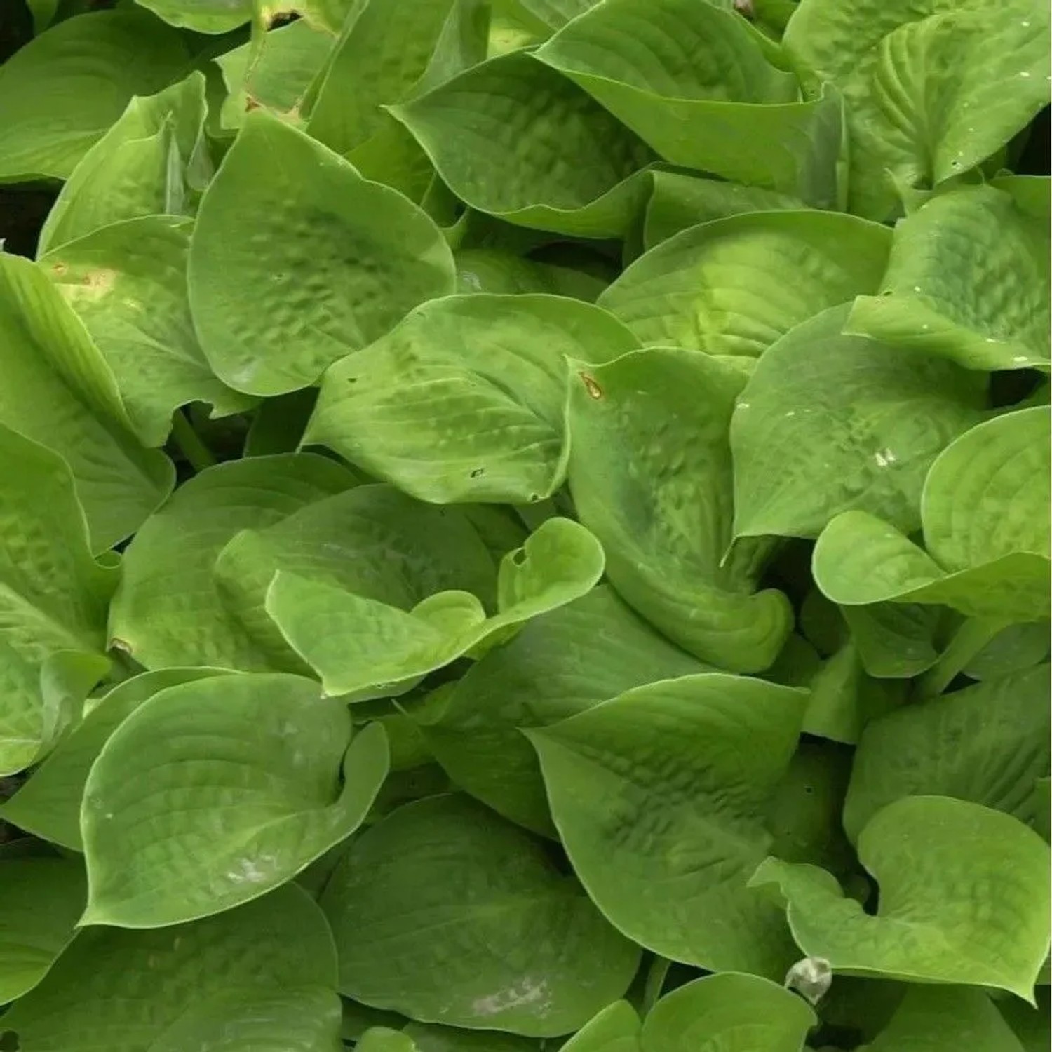 Funkie Abby - Hosta cultorum