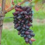 Weinrebe Datteltraube mit länglichen, blauen Früchten an der Rebe.