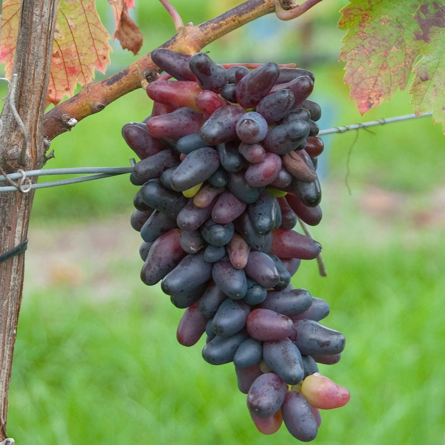 Weinrebe Datteltraube mit länglichen, blauen Früchten an der Rebe.