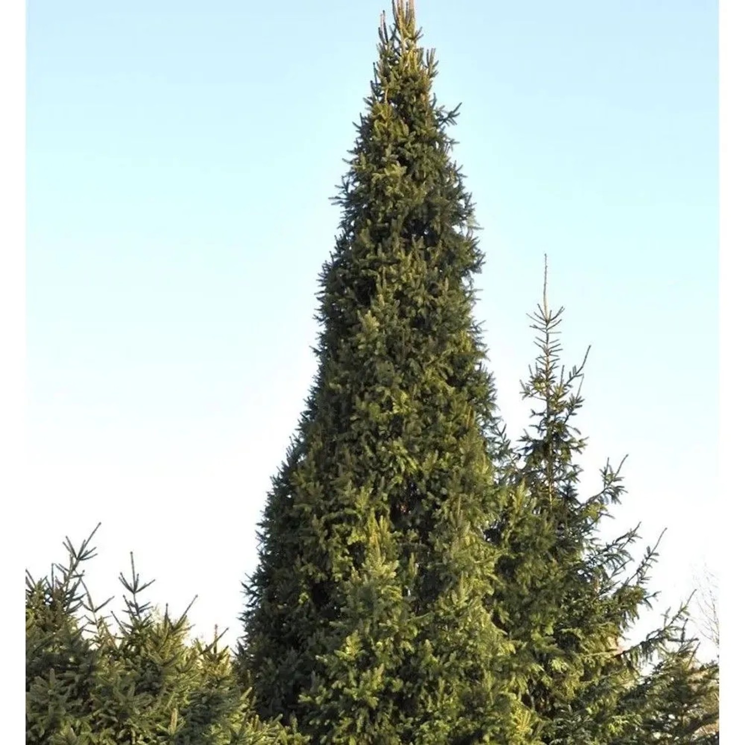 Säulenfichte Cupressina 80-100cm - Picea abies
