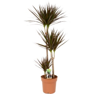 Drachenbaum Magenta, 110-120cm hoch im Topf. Dekorative Zimmerpflanze mit dunklen Blättern und rötlichem Rand.