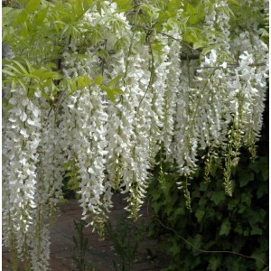 Blühender, weißer Chinesischer Blauregen (Wisteria sinensis) mit herabhängenden Blütentrauben.
