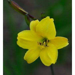 Gelbe Taglilie 'Corky' (Hemerocallis cultorum) Blüte im Detail.