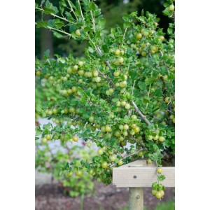 Stachelbeere 'Karlin' (Ribes Uva-Crispa) mit vielen grünen Früchten an einem buschigen Strauch.