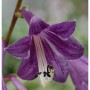 Korea Funkie - großer Topf - Hosta clausa_2