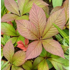 Fiederblättriges Schaublatt 'Bronze Peacock' mit bronzefarbenen Blättern im Garten.