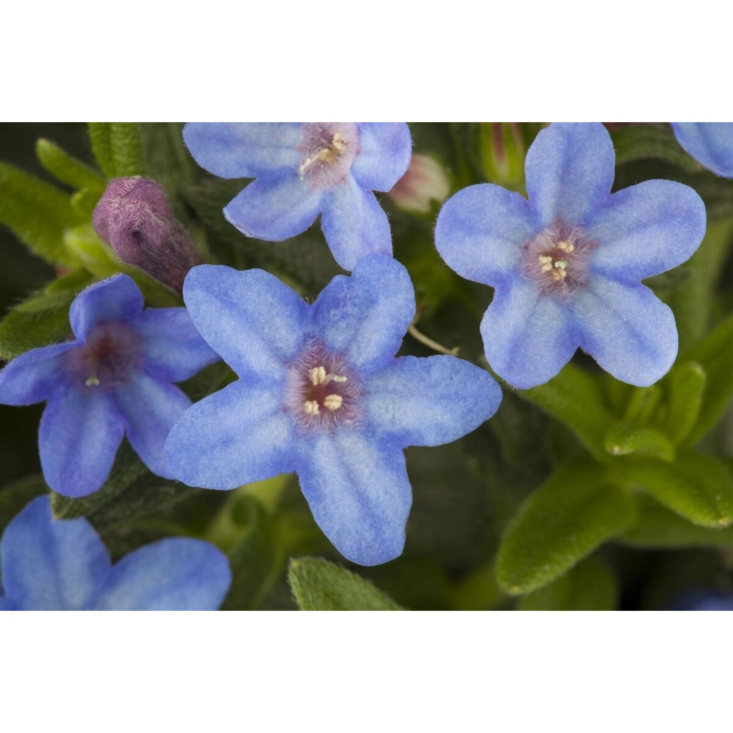 Lithodora Diffusa Heavenly Blue Himmelsblauer Steinsame Ca. 9x9 cm Topf günstig online kaufen