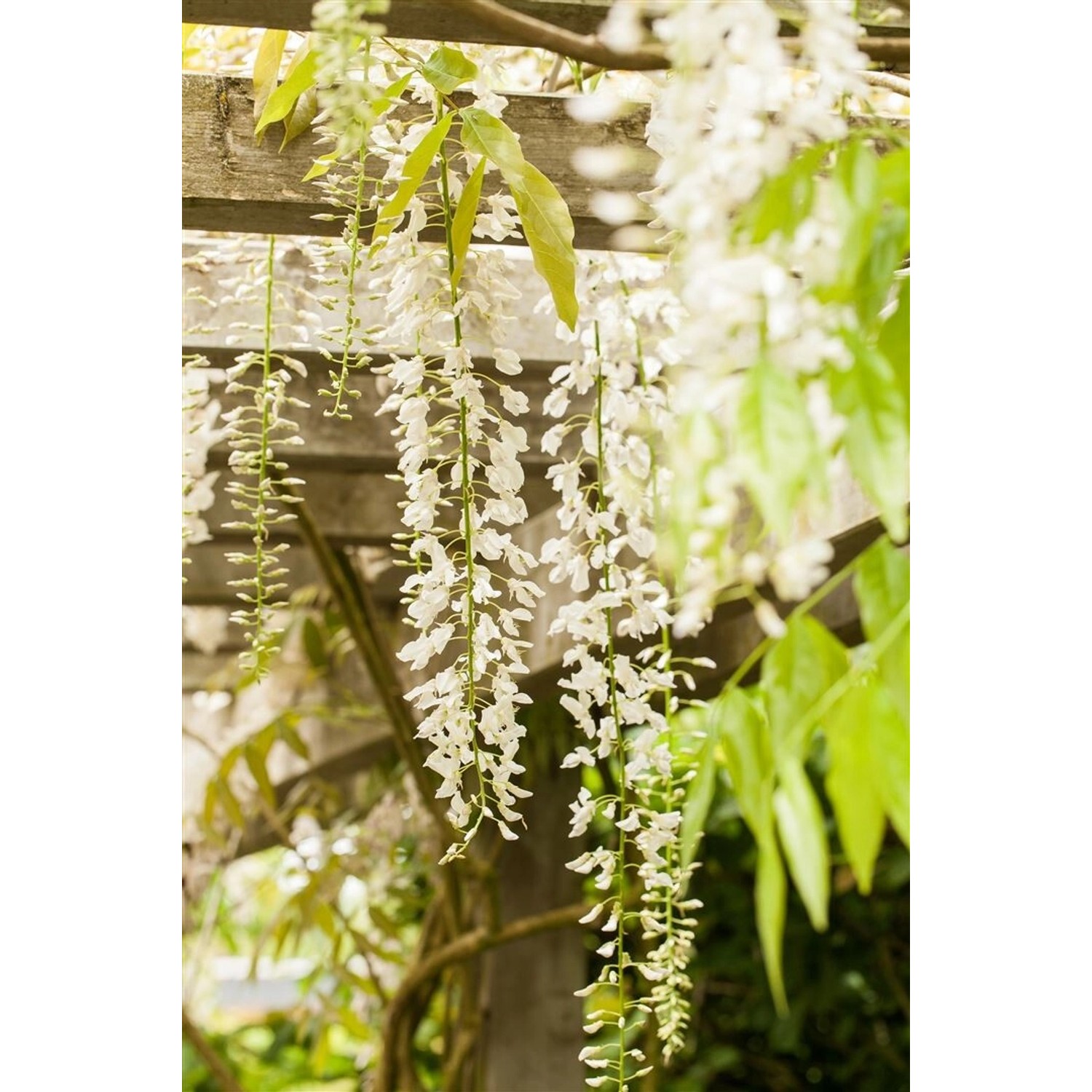 Chinesischer Blauregen 'Alba' mit weißen Blüten an einer Pergola. Kletterpflanze für den Garten.