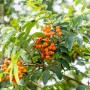 Säulen-Eberesche Sorbus Aucuparia Fastigiata mit orangen Beeren und grünen Blättern.