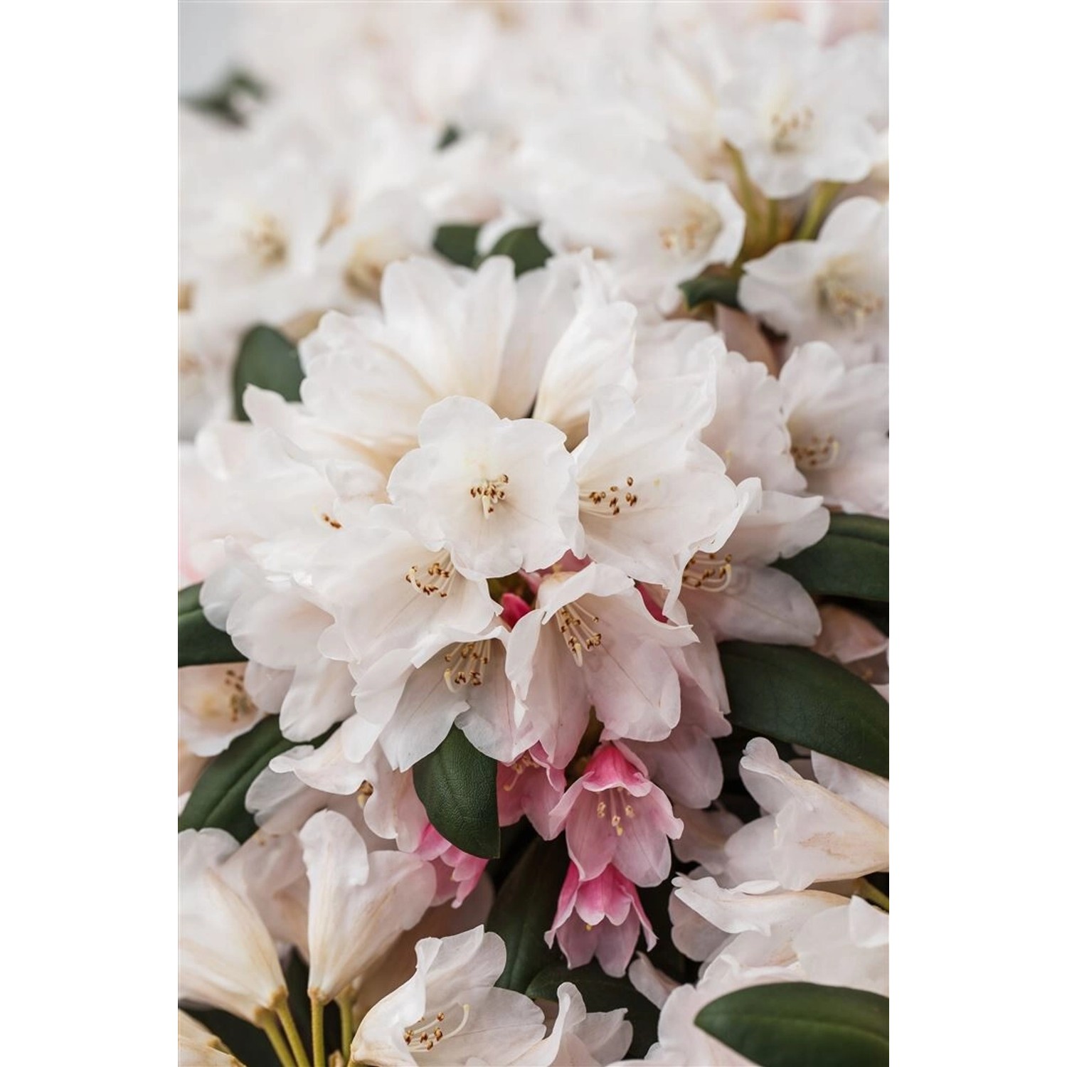Rhododendron Yakushimanum Taroko Immergrün Rosa Blüten 90–100 cm günstig online kaufen