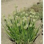 Winterheckzwiebel (Allium fistulosum) Staude mit grünen Stielen und weißen Blütenkugeln.