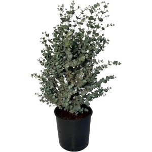 Winterharter Eucalyptus Gunnii 'Azura' im Topf, 90 cm hoch, silbrig-blaue Blätter.