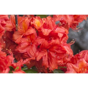 Leuchtend rot-gelber Rhododendron Luteum Feuerwerk, 50–60 cm hoch.