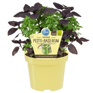 Blu Bio-Pesto Basilikum im Topf (Ø 12cm) mit grünen und roten Blättern.