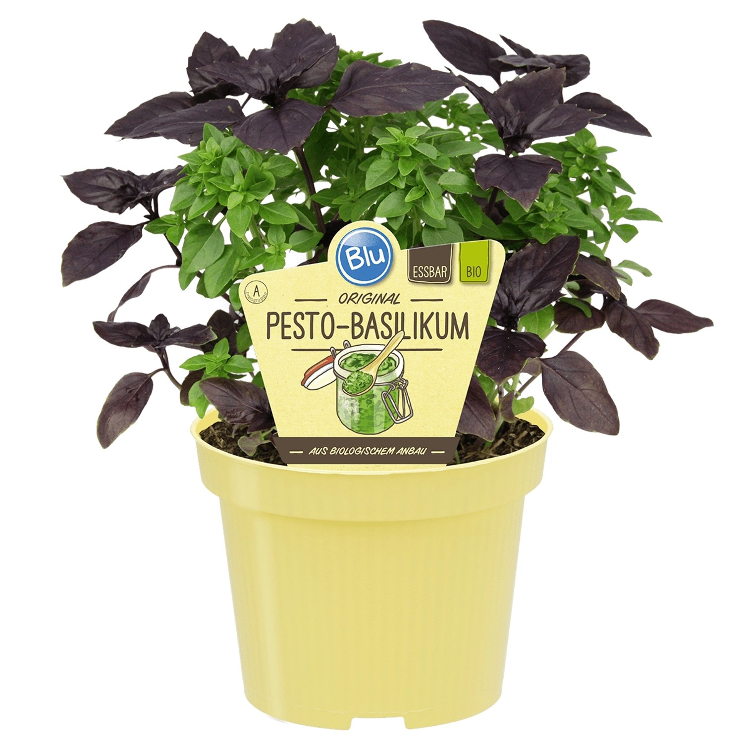 Blu Bio-Pesto Basilikum Topf-Ø ca. 12 cm Ocimum