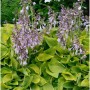 Blaugrüne Zwerg Funkie Gold Edger (Hosta tokudama) mit lila Blüten.